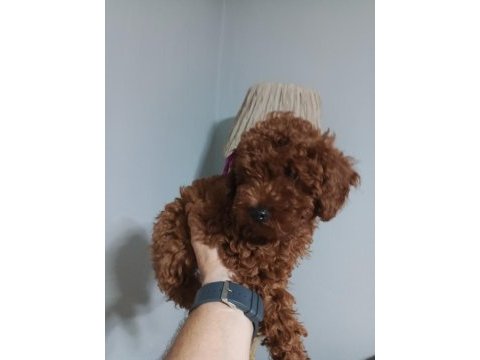 Irk garantili red braun korea kan toy poodle
