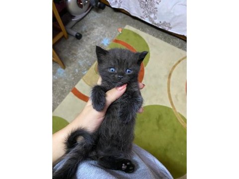35 günlük erkek british shorthair bebeğim yeni