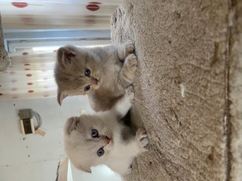 Dişi scottish fold boncuklar