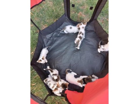 Dikkat kalbinizi çalmaya geldiler pamuk çocuk kediler