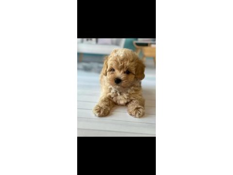 Maltipoo bebekler teslime hazır