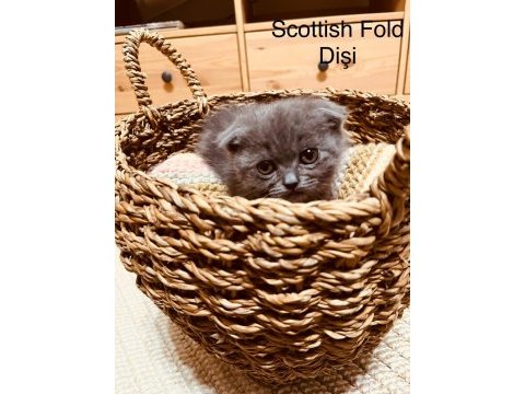 British ve scottish fold harika yavrular