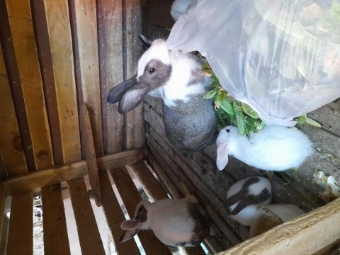 1 aylık yavru tavşanlar