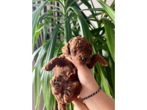 Ev üretimi ırk ve sağlık garantili toy poodle köpekler