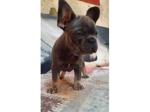 French bulldog yavruları