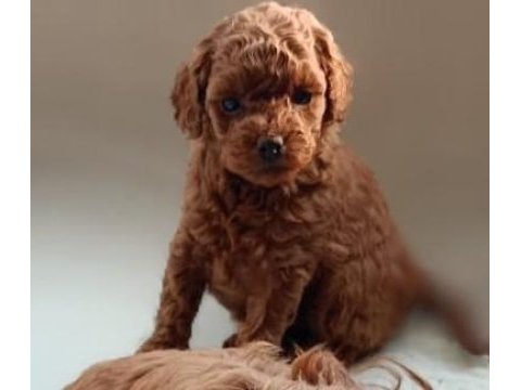 Kore kanı toy poodle bebeklerim