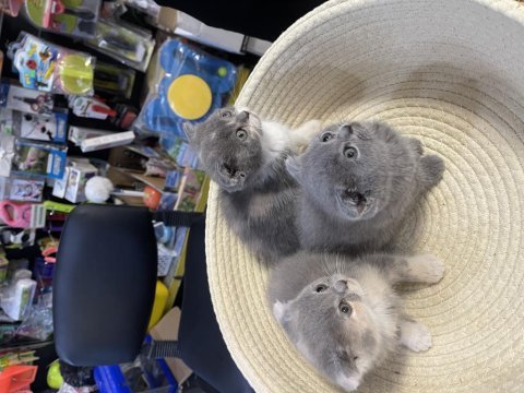 Scottish fold bebeklerimiz
