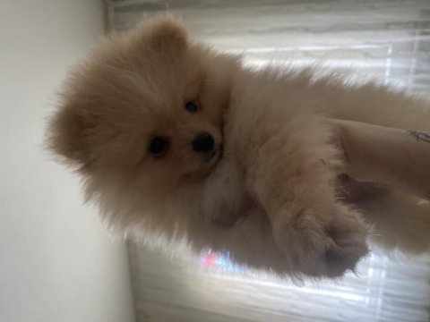 Köpeğimiz boyka sahibini arıyor
