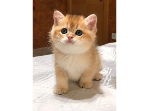 A kalite british shorthair golden yavrular