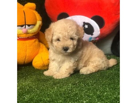 Dünya tatlısı maltipoo yavruları