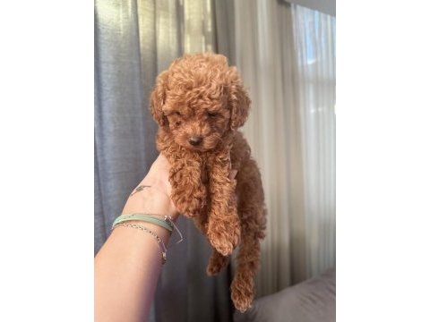 Evde büyüyen poodle yavrular