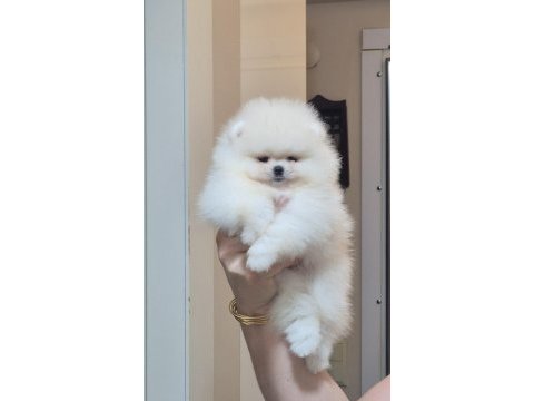Mini boy orijinal ırk pomeranian boo dişi