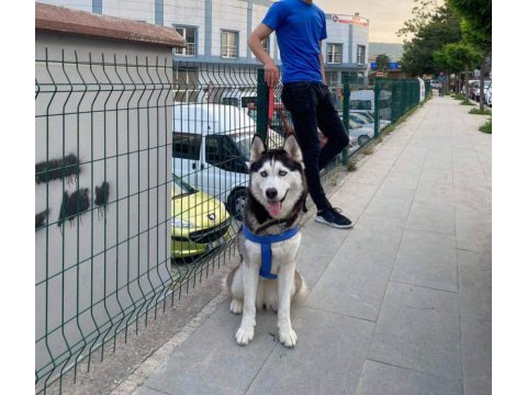 3 yaşında aşıları eğitimi tam husky