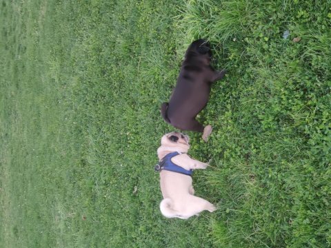 3 yaşında dişi orjinal pug mops