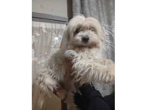 1.5 yaşında dişi köpeğimiz