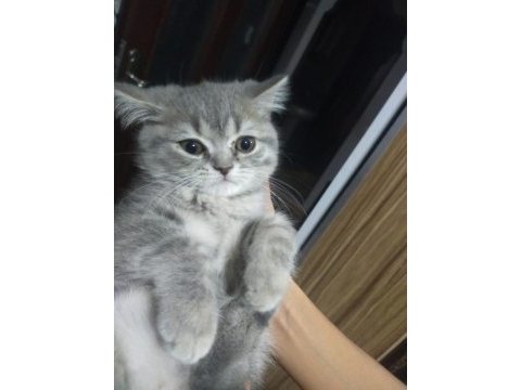 Yavrularımıza yuva arıyoruz scottish fold
