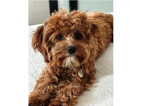 Üstün zekalı akıl küpü cavapoo yavruları