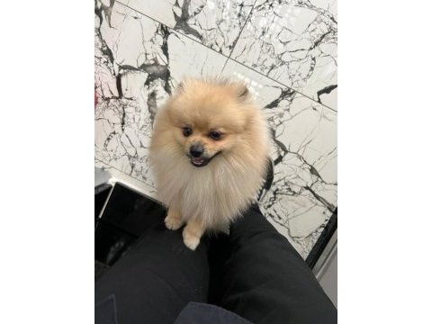 Erkek eğitimli pomeranian boo