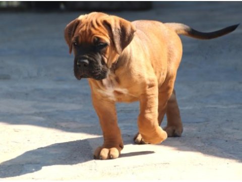 Fcı-kıf secereli safkan cane corso yavrular