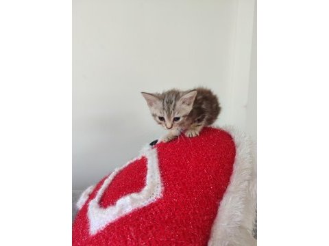 British shorthair bebekleri