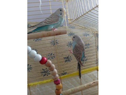 3 aylık muhabbet kuşu çek