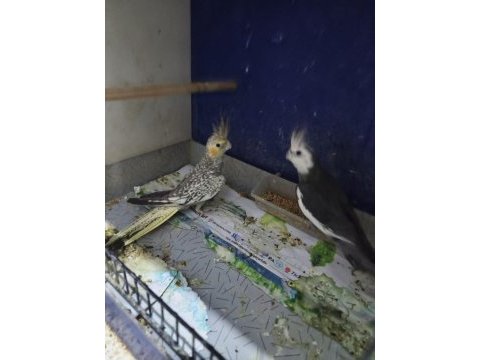 Yavru bakmış tecrübeli sultan papağanı takımlar