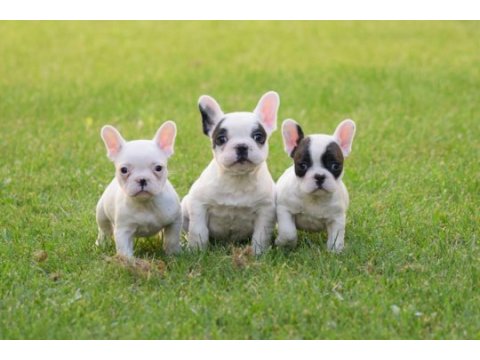 Fransız bulldog yavrular