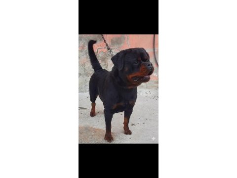 A şecereli üretim izinli yetişkin dişi rottweiler