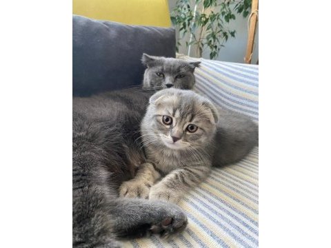 Güzel scottish fold kızım yeni yuvasına gitmeye hazır