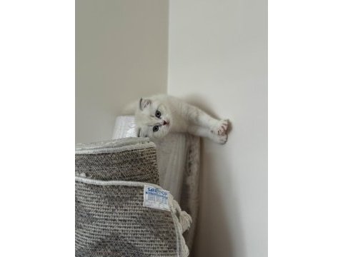 Scottish fold 2 aylık