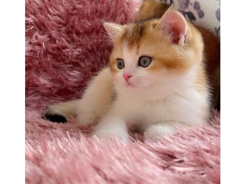 British golden ve british golden bicolor dişi yavrular