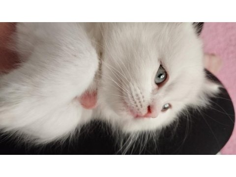 British longhair kedisi