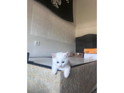 British shorthair yavrularıma yuva arıyorum