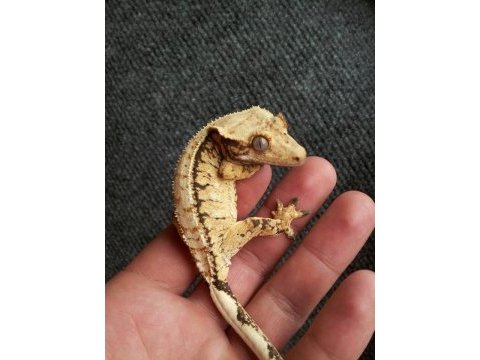 Süper genetikte crested geckolar