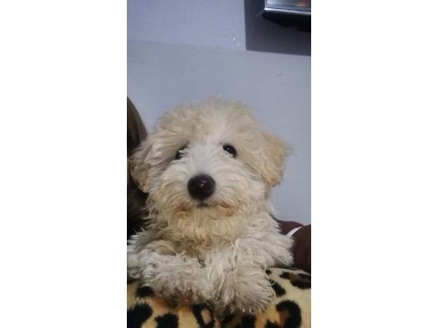 Oyuncu yavru maltese terrier