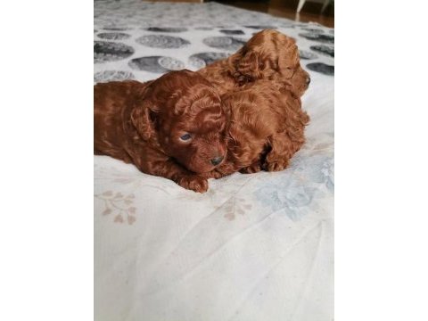15 günlük kore kan safkan toy poodle bebekler