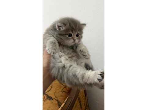 British longhair yavru