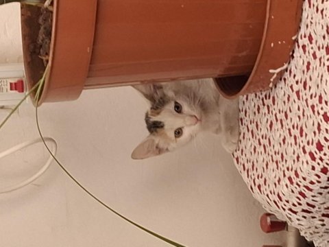 Annesi öldü acil yuva aranıyor