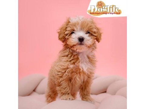 Sevimli o numara maltipoo yavrularımız ruhsatlı üretim