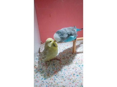 Evcil muhabbet kuşu hayvanlar