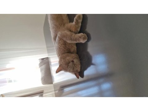British shorthair erkek ücretsiz
