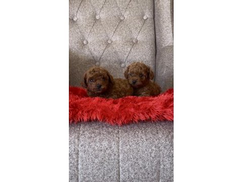 Toy poodle bebekleri