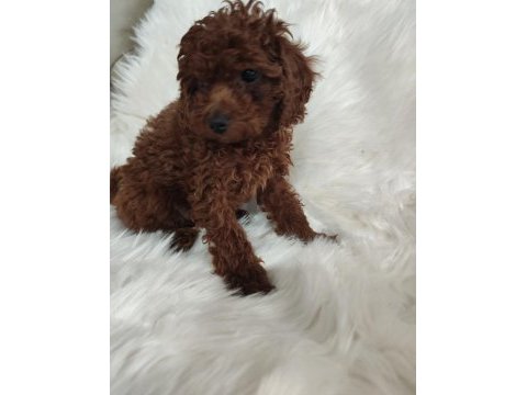 Toy poodle brown cana yakın