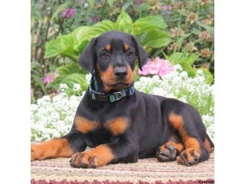 Irkının en iyisi doberman yavrular kapıda ödeme mevcut