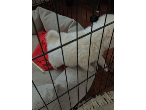 Terrier yavrumuzu veriyoruz