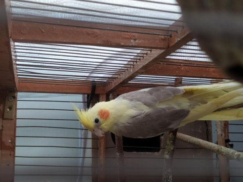 Sultan papağanı 3.5 aylık sahibinden
