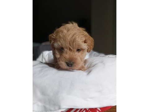 Irkının en güzeli dişi maltipoo bebeğim
