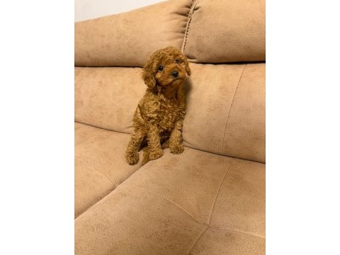 Orjinal toy poodle yavruları aşılı yasal satış belgeli