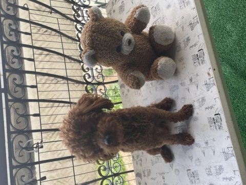 Dark red brown poodle yavrular