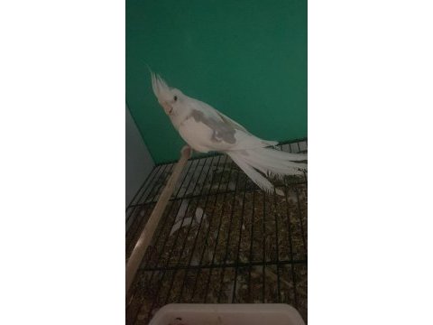 Kaliteli uygun garantili sultan papağanları